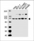 EPHA4 Antibody (Center)